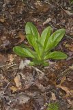American Columbo, Frasera caroliniensis