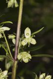 American Columbo, Frasera caroliniensis