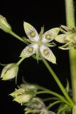 American Columbo, Frasera caroliniensis