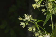 American Columbo, Frasera caroliniensis