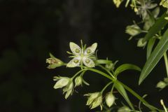 American Columbo, Frasera caroliniensis