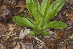 American Columbo, Frasera caroliniensis