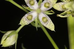 American Columbo, Frasera caroliniensis