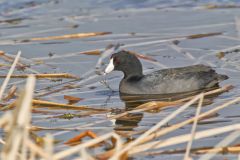 American Coot, Fulica americana