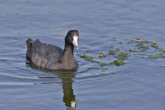 American Coot, Fulica americana
