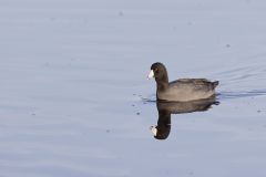 American Coot, Fulica americana