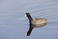 American Coot, Fulica americana