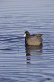 American Coot, Fulica americana