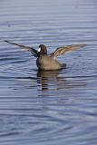 American Coot, Fulica americana