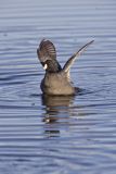 American Coot, Fulica americana