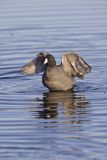 American Coot, Fulica americana