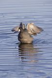 American Coot, Fulica americana