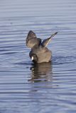 American Coot, Fulica americana