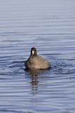 American Coot, Fulica americana