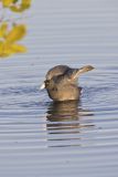 American Coot, Fulica americana