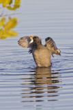 American Coot, Fulica americana