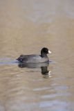 American Coot, Fulica americana