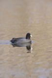 American Coot, Fulica americana
