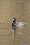 American Coot, Fulica americana