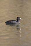 American Coot, Fulica americana
