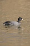 American Coot, Fulica americana