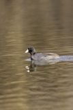 American Coot, Fulica americana