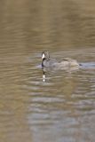 American Coot, Fulica americana