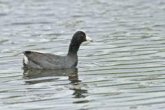 American Coot, Fulica americana