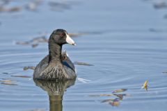 American Coot, Fulica americana