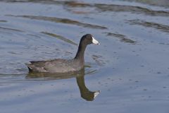 American Coot, Fulica americana