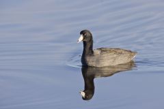 American Coot, Fulica americana