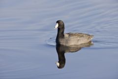 American Coot, Fulica americana