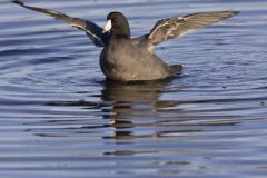 American Coot, Fulica americana