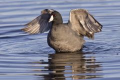 American Coot, Fulica americana