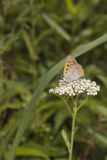 American Copper, Lycaena phlaeas on Yarrow, Achillea millefolium
