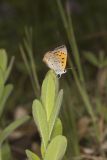 American Copper, Lycaena phlaeas