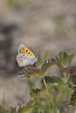 American Copper, Lycaena phlaeas
