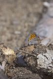 American Copper, Lycaena phlaeas