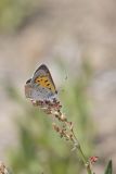American Copper, Lycaena phlaeas
