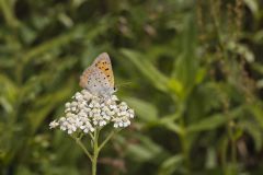 American Copper, Lycaena phlaeas on Yarrow, Achillea millefolium