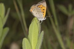 American Copper, Lycaena phlaeas