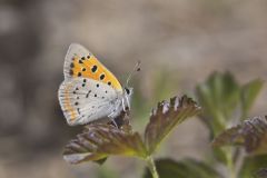 American Copper, Lycaena phlaeas