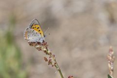American Copper, Lycaena phlaeas