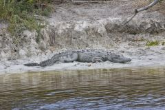 American Crocodile, Crocodylus acutus