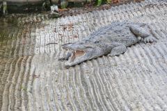 American Crocodile, Crocodylus acutus
