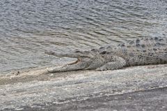 American Crocodile, Crocodylus acutus