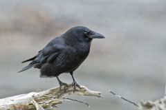 American Crow, Corvus brachyrhynchos