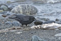 American Crow, Corvus brachyrhynchos