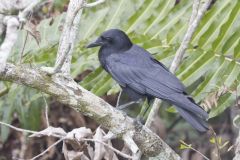 American Crow, Corvus brachyrhynchos