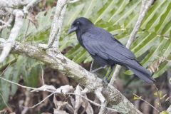 American Crow, Corvus brachyrhynchos